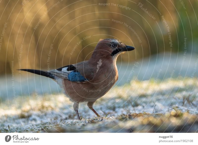 jays Nature Animal Sunlight Autumn Winter Beautiful weather Ice Frost Snow Grass Garden Park Meadow Wild animal Bird Animal face Wing Jay 1 Observe Stand