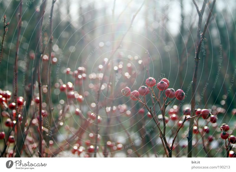 BERRY, POINT, POINT, SHRUB, POINT Winter Garden Plant Bushes Foliage plant berry Berries Berry bushes Blossoming Fragrance Freeze Glittering Faded Growth Park