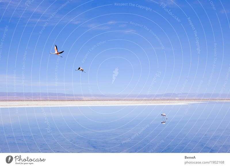 Flamingos flying and standing at a salt lake in the Atacama Adventure Far-off places Safari Expedition Environment Nature Animal Water Sky Cloudless sky