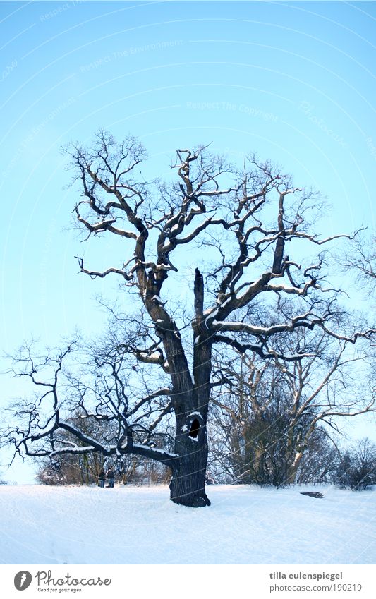 I Nature Winter Tree Park Old Authentic Cold Wild Blue Climate Bleak Fresh Branch Snow Exterior shot Deserted Copy Space top Copy Space bottom Day