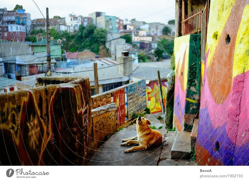 Dog lies in an alley with graffiti in Valparaiso, Chile Vacation & Travel Wall (barrier) Wall (building) Graffiti Lie Looking Nature Town Lanes & trails