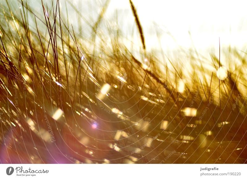 grass Environment Nature Plant Sun Sunlight Climate Wind Gale Grass Coast Beach Baltic Sea Movement Glittering Illuminate Growth Bright Idyll Moody Colour photo