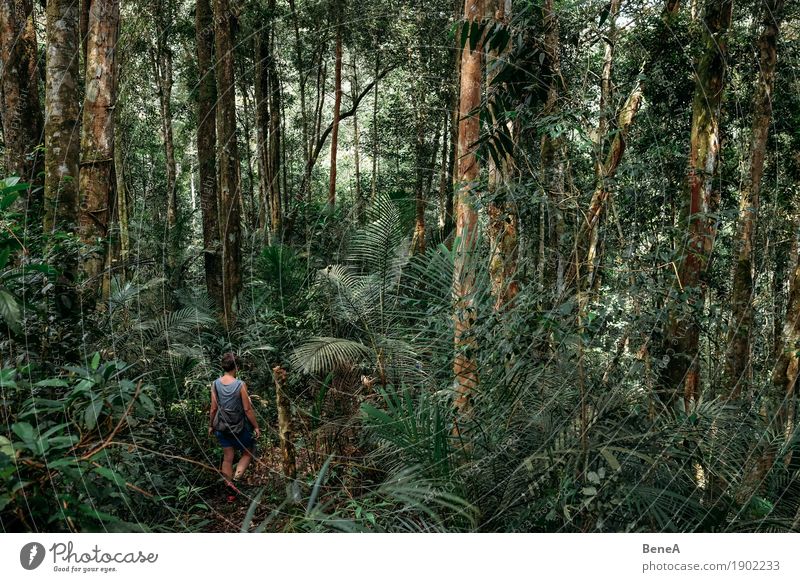 Woman walks through densely overgrown jungle Beverage Vacation & Travel Tourism Far-off places Expedition Hiking Human being Feminine Adults 1 Plant Tree Bushes