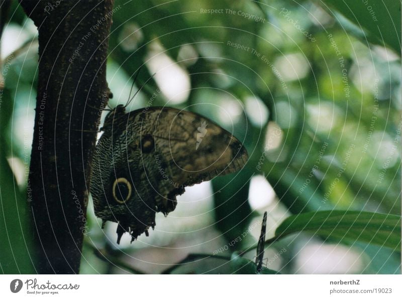 butterfly Butterfly Green Leaf Crawl Transport Eyes Tree trunk