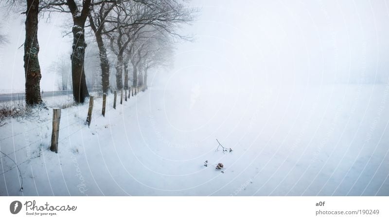 behind the screen... Skis Art Environment Nature Landscape Air Water Winter Plant Tree Field Environmental pollution Trees on the road Street Calm Relaxation