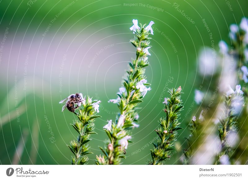 mountaineer Plant Flower Blossom Animal Bee 1 Green Pink White Herbs and spices Colour photo Multicoloured Exterior shot Macro (Extreme close-up) Deserted