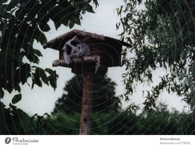 Cat in the birdhouse Birdhouse Playing Kitten