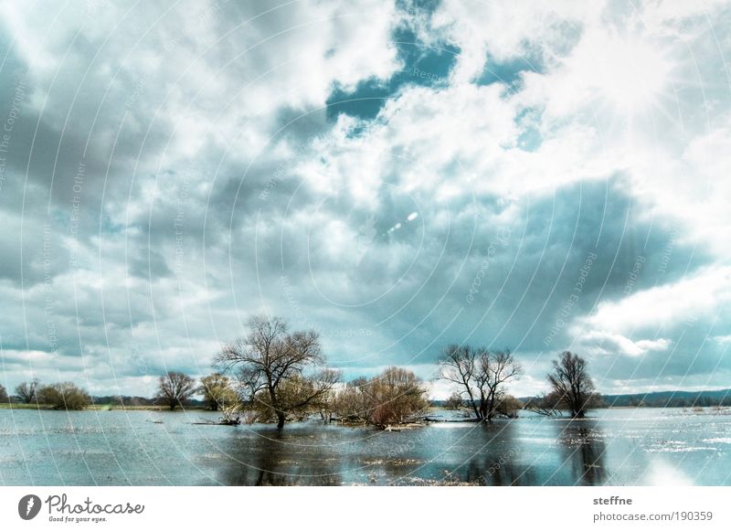 Flooding Landscape Clouds Sunlight Autumn Winter Beautiful weather Tree Lake River Oder Polder Observe Dream Deluge Swedish Colour photo Exterior shot Day