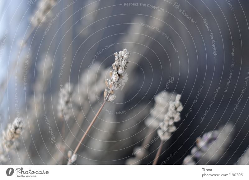 what was left of the summer Nature Autumn Winter Plant Bushes Agricultural crop Wild plant Dry Blue Bleached Lavender Faded Stalk Part of the plant Shriveled