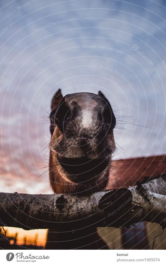 Hi there! Sky Clouds Sunrise Sunset Beautiful weather Animal Farm animal Horse Animal face Nostrils 1 Looking Exceptional Friendliness Happiness Large Funny