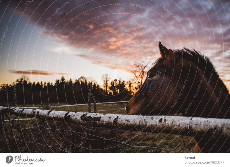 lack of interest Well-being Relaxation Calm Sky Clouds Sunrise Sunset Summer Beautiful weather Tree Pasture Animal Farm animal Horse Animal face Pelt 1 Looking