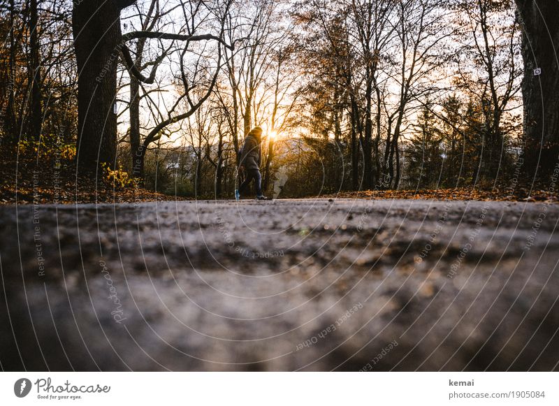 going home Life Leisure and hobbies To go for a walk Promenade Human being Feminine Woman Adults 1 Nature Sunrise Sunset Sunlight Autumn Tree Forest Street