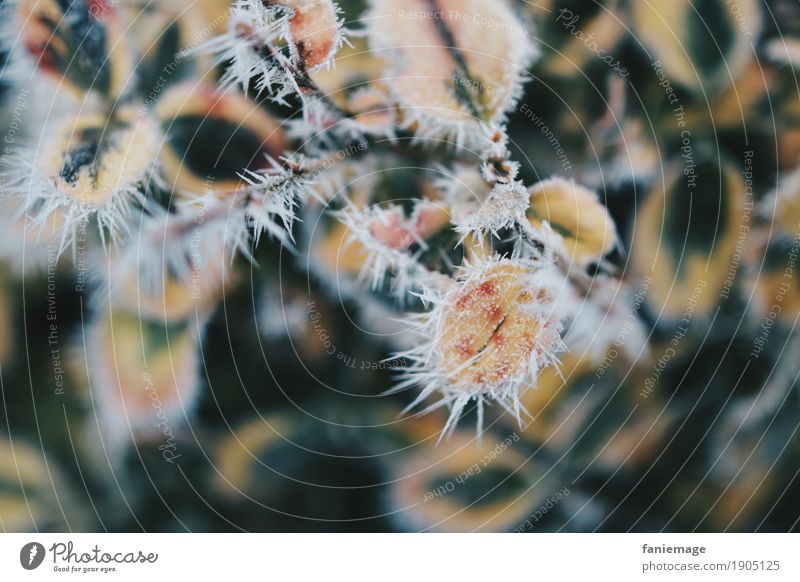 winter spines Nature Ice Frost Snow Snowfall Esthetic Cold Beautiful Ilex Holly leaf Thorny Cactus Hoar frost Ice crystal Prongs Dark green Yellow Winter