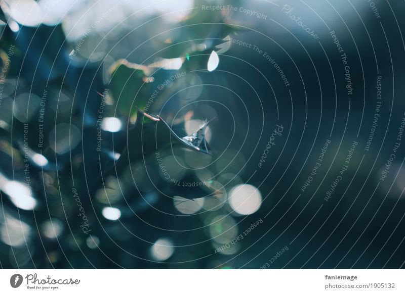 blue glitter forest Environment Nature Winter Fog Beautiful Moody Ilex Holly leaf Drops of water Blur Leaf Point Thorn Blue Dark green Green Reflection Forest