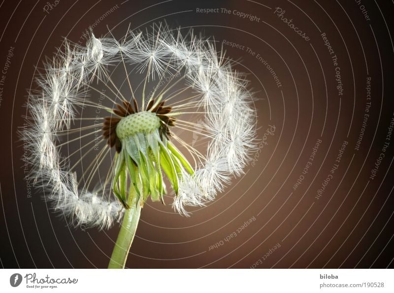 dandelion Environment Nature Plant Flower Blossom Wild plant Meadow Old Esthetic Natural Crazy Yellow Green Red White Seed Propagation Easy Fine Blown away