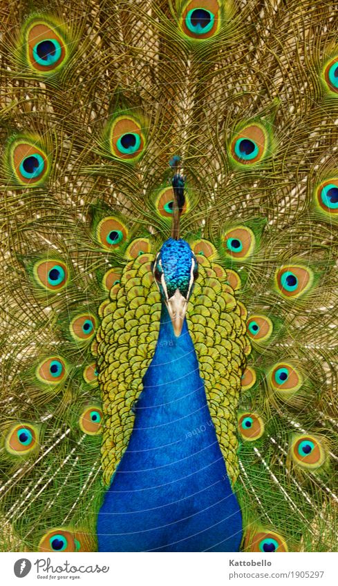 Peacocks courtship display Animal Pet Wild animal Bird Animal face Wing 1 Rutting season Sex Esthetic Elegant Eroticism Exotic Fantastic Beautiful Natural Blue