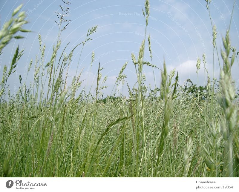 blue sky Wheat Clouds Grass Sky