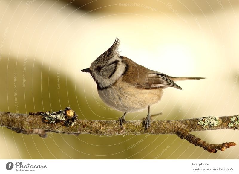 crested tit perched on small twig Beautiful Garden Environment Nature Animal Tree Forest Bird Sit Small Natural Wild Green Black wildlife branch avian