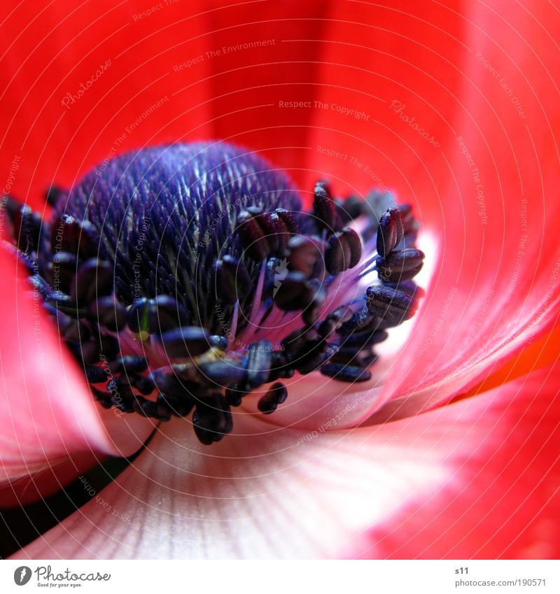 red anemone Environment Nature Plant Spring Beautiful weather Flower Park Esthetic Fresh Blue Red White Spring fever Colour Transience Blossom leave Pistil