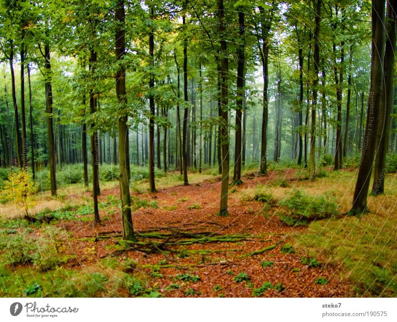 tall Autumn Fog Forest spessart Fresh Sustainability Natural Clean Beautiful Brown Yellow Green Fragrance Loneliness Environment Beech wood Misty atmosphere