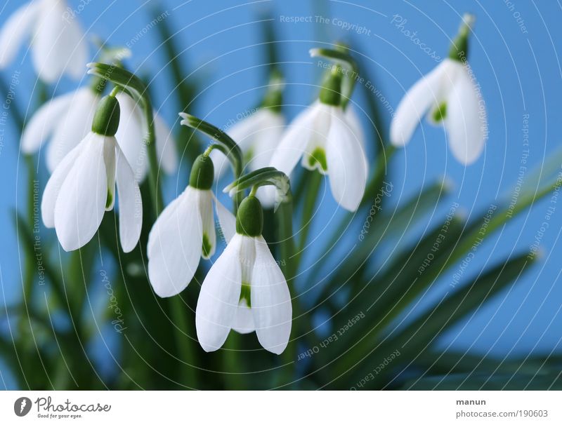 snowdrops Well-being Contentment Valentine's Day Gardening Market garden Nature Spring Flower Snowdrop Spring flowering plant Spring colours Park Meadow