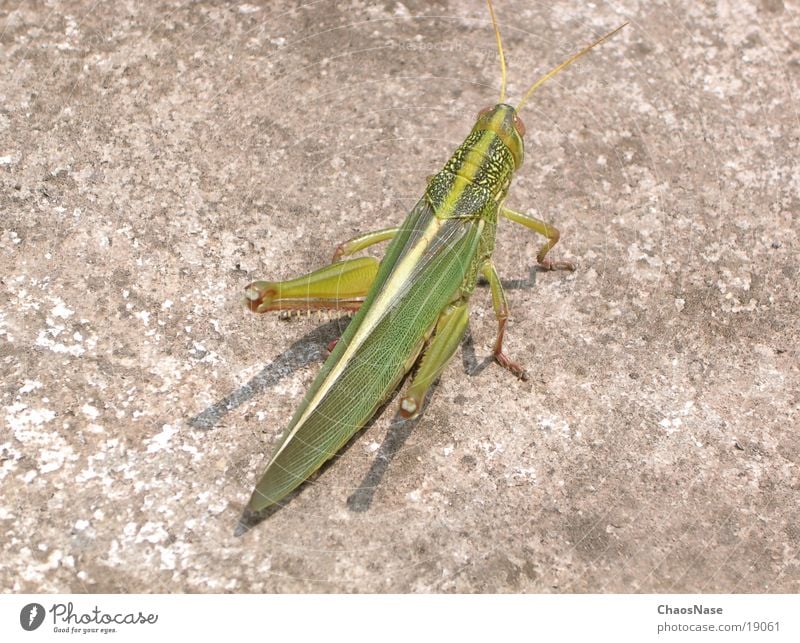 GrassGreen Grashooper Animal Locust