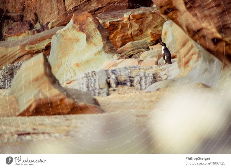 Penguin in New Zealand Environment Nature Landscape Sand Beach Bay Animal Wild animal Yellow-eyed Penguin 1 Stand Wait Brown Serene Patient Rock Stone