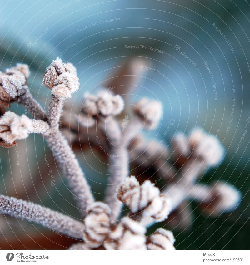 Sugar II Environment Nature Winter Weather Ice Frost Snow Plant Bushes Leaf Blossom Park Meadow Beautiful Cold Bud Hoar frost Colour photo Exterior shot