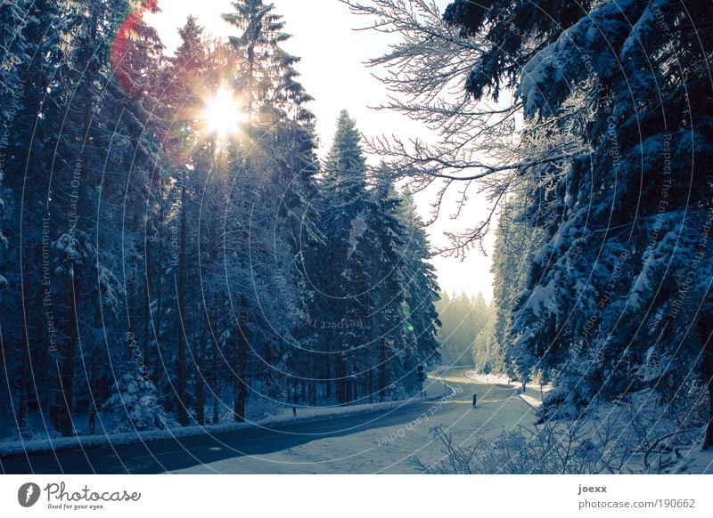 Way clear Nature Sky Winter Snow Tree Forest Traffic infrastructure Street Speed Safety S-curve Snowscape Coniferous forest evacuated free ride Colour photo