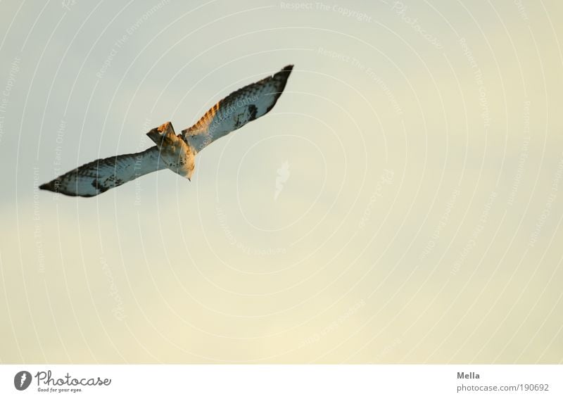 take a plane Environment Nature Animal Air Sky Sunlight Wild animal Bird Hawk Common buzzard 1 Flying Free Infinity Natural Moody Joie de vivre (Vitality) Calm