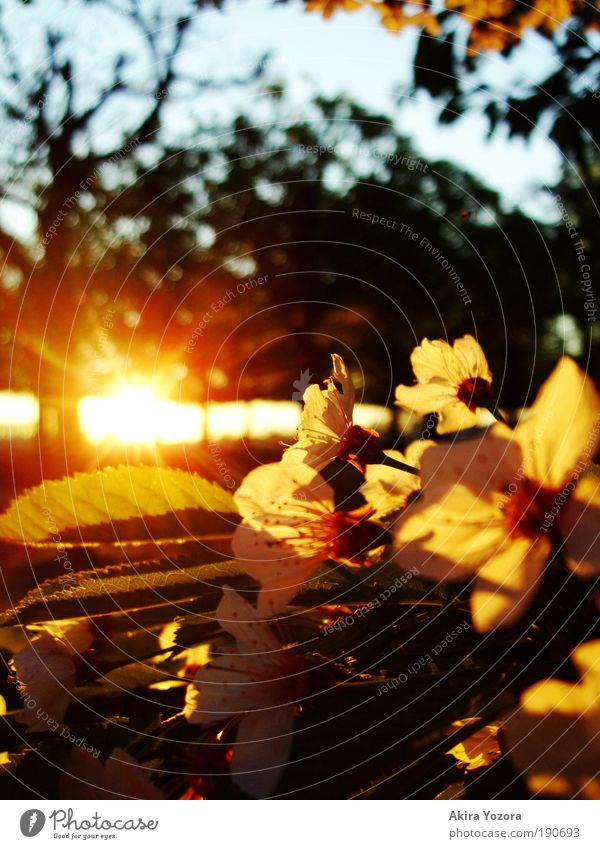 Beginning of Spring Nature Sky Sunrise Sunset Sunlight Beautiful weather Tree Leaf Blossom Cherry tree Cherry blossom Park Observe Blossoming Fragrance Hang