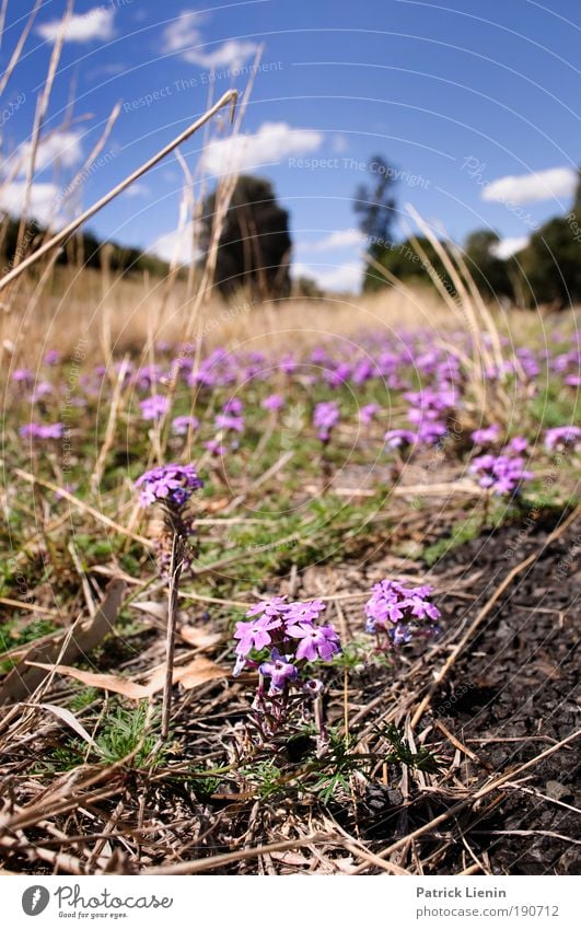 what's growing on the side of the road? Environment Nature Landscape Plant Earth Sky Spring Summer Beautiful weather Foliage plant Wild plant Hill Driving