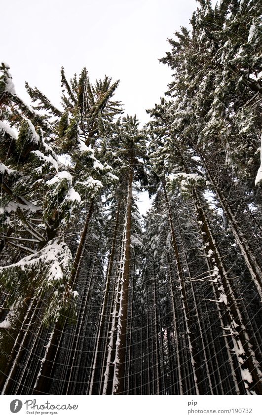 peak search Nature Winter Bad weather Ice Frost Snow Tree Spruce Fir tree Pine Coniferous trees Spruce forest Forest Large Creepy Bright Tall Cold Gray Black