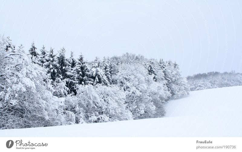 winter dream Nature Landscape Winter Ice Frost Snow Tree Field Forest Hill Fresh Glittering Cold Natural Blue Colour photo Exterior shot Copy Space bottom Day