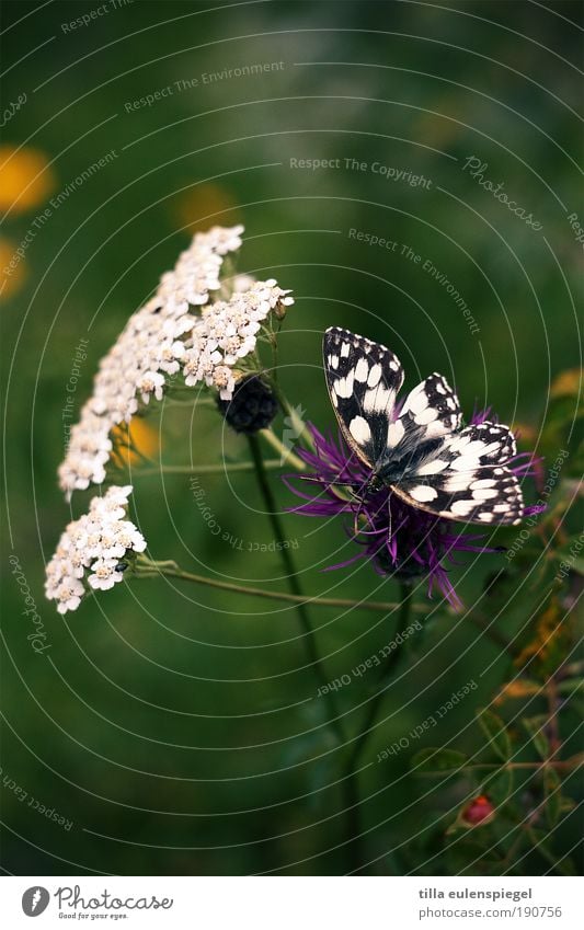 fluttering imprisonment Nature Plant Summer Flower Blossom Meadow Wild animal Butterfly Wing 1 Animal Blossoming Discover Sit Natural Beautiful Green Idyll