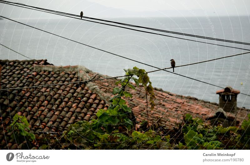 Sparrow talk. Landscape Sky Horizon Autumn Vine Village Fishing village Deserted House (Residential Structure) Hut Roof Chimney Roofing tile Animal Bird 2