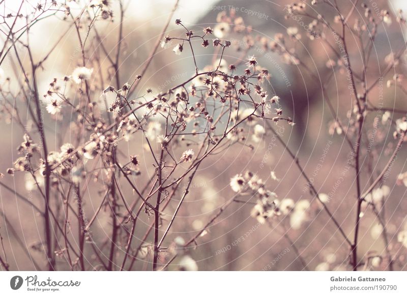 little light Nature Autumn Plant Bushes Illuminate Growth Beautiful Blue Brown Violet Interlaced Delicate Fine Colour photo Exterior shot Close-up Deserted