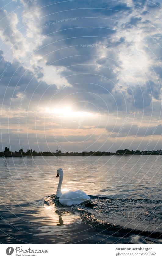 Swan Nature Water Sky Horizon Sunrise Sunset Summer Beautiful weather Lake Animal Wild animal Wing 1 Free Blue Yellow White Moody Contentment Peaceful Calm