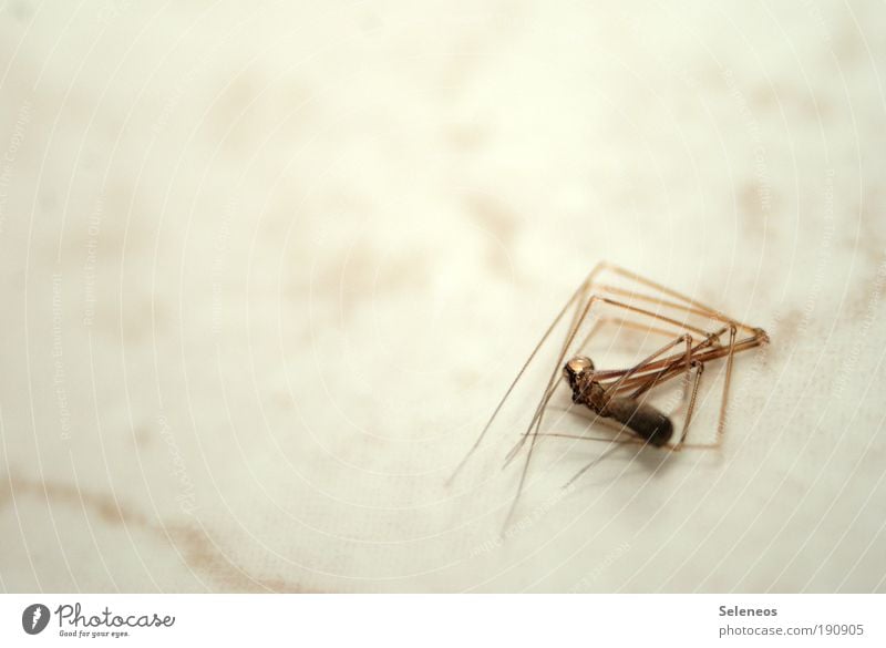 put to death Animal Dead animal Spider Animal face 1 Lie Gloomy Death Insect Colour photo Interior shot Close-up Detail Macro (Extreme close-up) Deserted