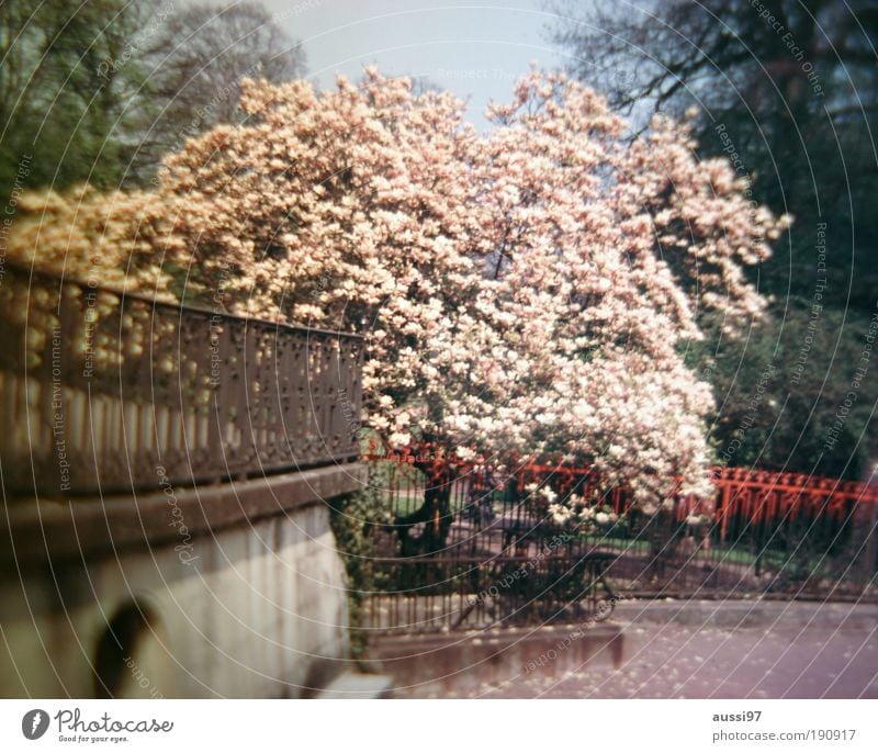 Alone in Kyoto Tree Blossoming Cherry blossom Park Spa gardens Fence Handrail Bridge railing Red Japan Asia Liquid