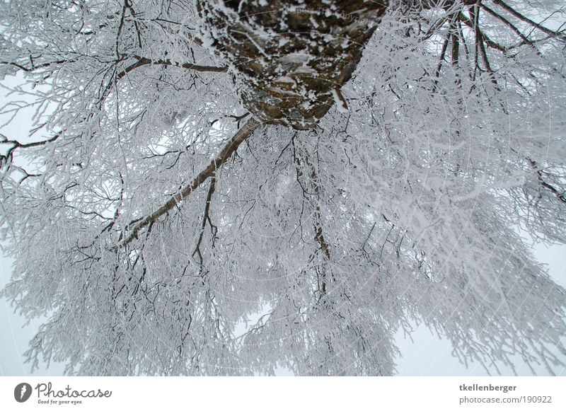 I'm looking at the air. Environment Nature Clouds Winter Climate Ice Frost Plant Tree Branch Twigs and branches snow-laden White Park Freeze Large Cold Brown