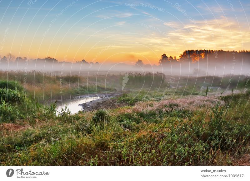 Foggy summer meadow in the morning. Misty dawn Vacation & Travel Tourism Trip Summer Nature Landscape Sky Tree Grass Bushes Meadow Forest Fresh Yellow Green