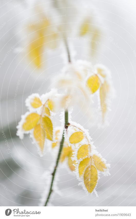 frozen IV Environment Nature Plant Winter Ice Frost Snow Bushes Leaf Foliage plant Garden Cool (slang) Cold Natural Yellow Gray Green White Beautiful