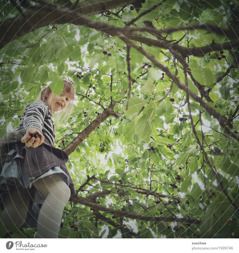 cherry picking II Child Girl Tree Branch Leaf Summer Fruit trees Harvest Pick Climbing Cherry Cherry tree Infancy Hand Give Fruit garden Nature in the country