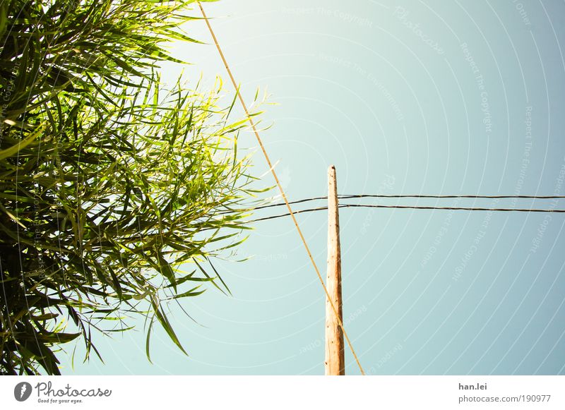 Blue & Green Colour photo Exterior shot Deserted Copy Space right Plant Tree Bushes Leaf Electricity pylon Cable Wood Blue sky Beautiful weather Cloudless sky