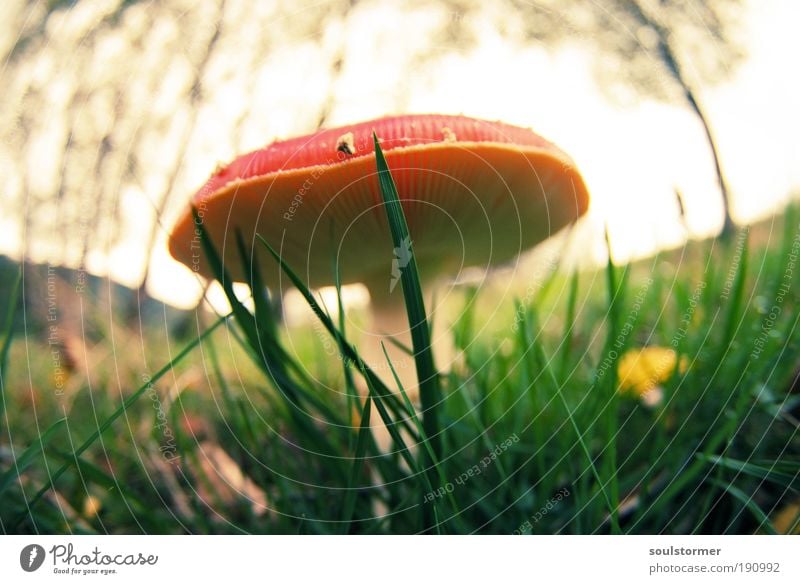 lethal injection Environment Nature Plant Autumn Mushroom Mushroom cap Amanita mushroom Red Cross processing False coloured Green undertone Yellowness Poison