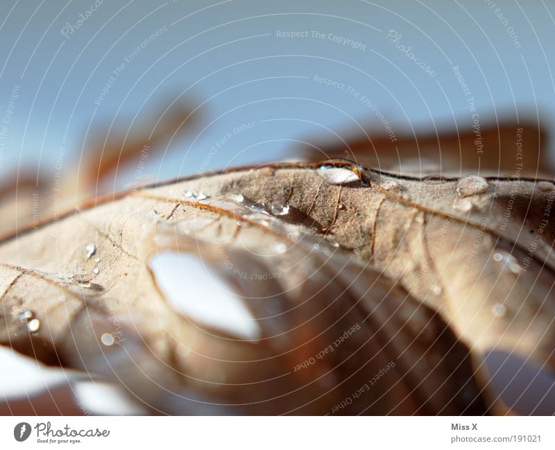 the last rest of autumn Drops of water Autumn Leaf Park Glittering Wet Dew Rachis Shriveled Colour photo Subdued colour Interior shot Studio shot