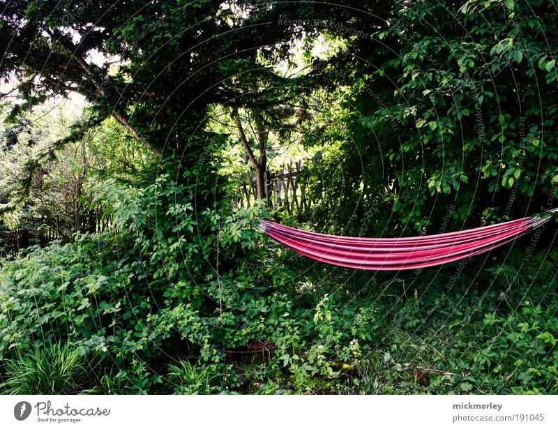 Hanging Loose Well-being Relaxation Calm Leisure and hobbies Vacation & Travel Environment Nature Summer Beautiful weather Tree Garden Natural Soft Happy