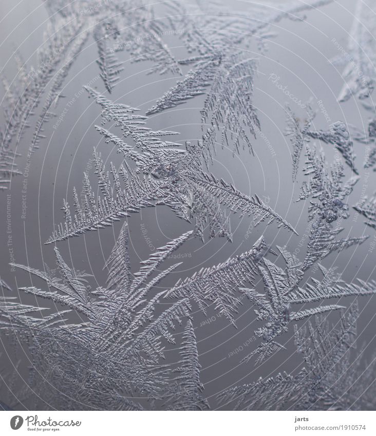 winter flowers Winter Ice Frost Glass Fantastic Cold Natural Nature Frostwork Ice crystal Glass ball Exterior shot Close-up Detail Macro (Extreme close-up)