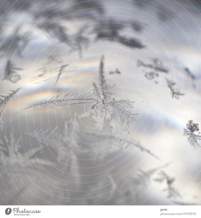 ice age Winter Ice Frost Glass Fantastic Cold Frostwork Ice crystal Glass ball Exterior shot Close-up Detail Macro (Extreme close-up) Deserted Copy Space top